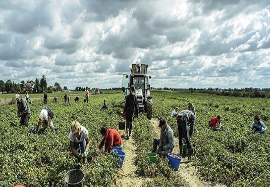 Agricoltura, da Siracusa a Pachino un'immensa area di "lavoro grigio" con paghe sotto i minimi