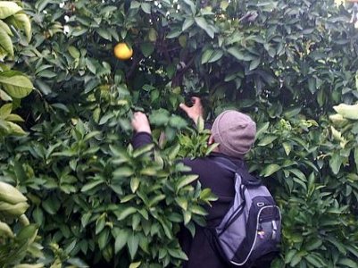 Augusta, furto di 50 chili di agrumi: un arresto