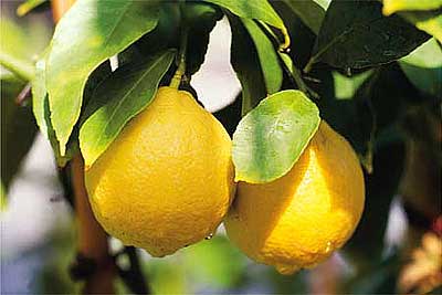 Noto, controlli ai depositi di limoni: sanzioni per 5000 euro