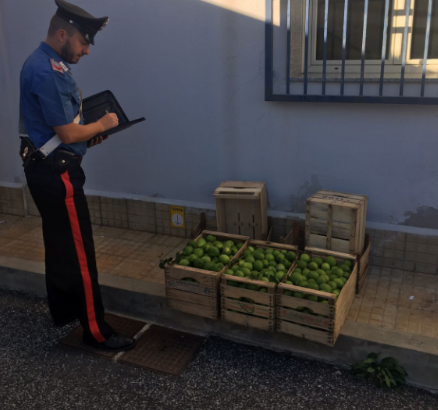 Siracusa, furto di limoni: un arresto in contrada Pantanelli
