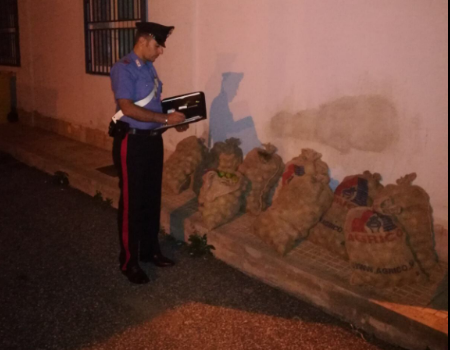 Cassibile, sta per portare via 500 chili di limoni da un terreno: arrestato