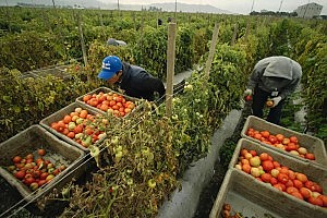 Pachino, Portopalo e Noto: 2 mln per gli agricoltori