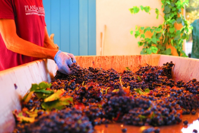 Noto, chiusa vendemmia: leggero calo ma settembre fortunato