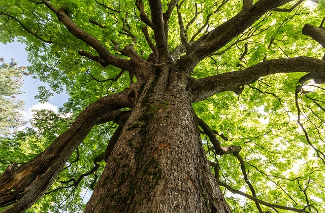 Canicattini Bagni celebra la giornata nazionale degli alberi