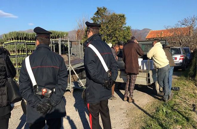 Siracusa, controlli in aziende agricole a Cassibile: sanzioni per 15mila euro
