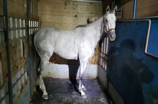 Siracusa, corsa clandestina di cavalli in pieno giorno: 2 arresti