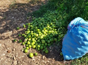 Lentini, furto di 100 chili di arance: arrestati in tre