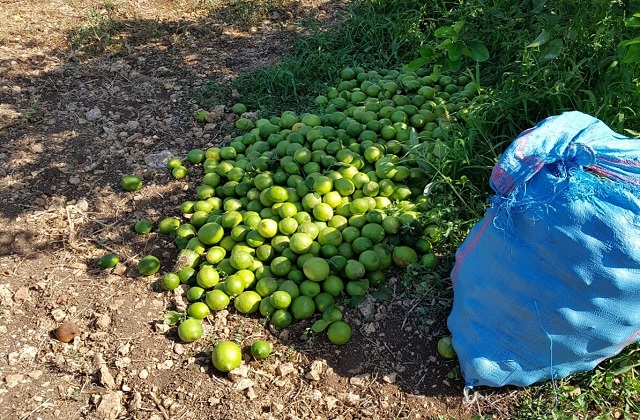 Tra Noto e Rosolini, furto di 130 chili di limoni: un arresto