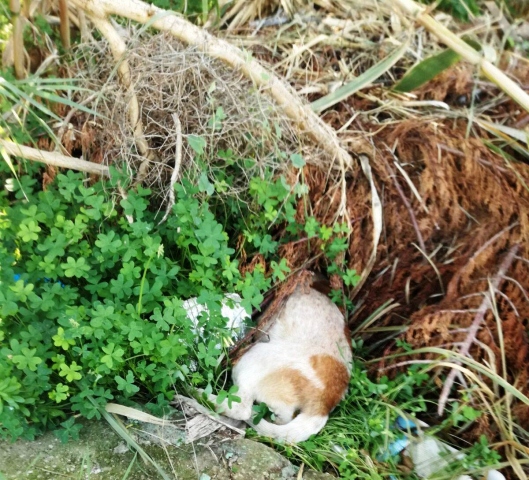 Floridia, avvelenati cani randagi e colonia felina