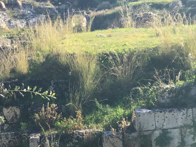 Siracusa, Parco Neapolis: regna l'abbandono