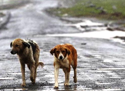 Siracusa, randagismo: protocollo per sterilizzazione gratuita