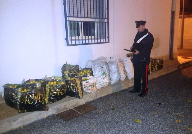 Siracusa, rubano oltre 100 chili di limoni: arrestati