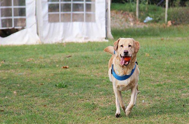 Siracusa, Grienti: "Sì al II° doggy park, ma non con i fondi-riserva del sindaco"