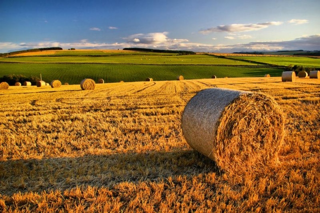 La Sicilia prima in Italia per coltivazione biologica