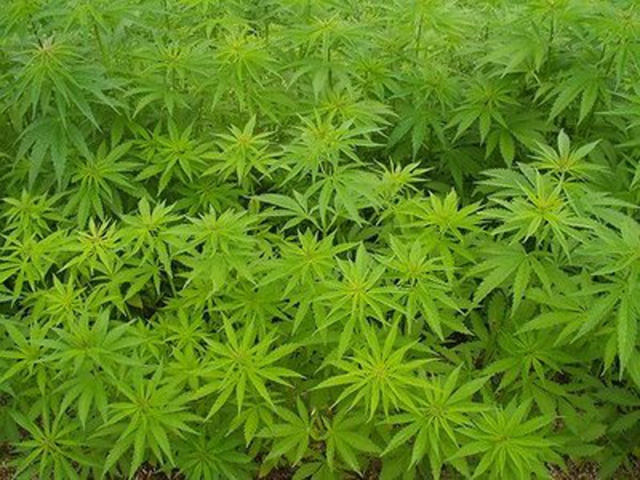 Scoperta piantagione di marijuana a Palermo, denunciato un 35enne