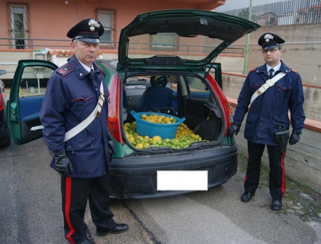 Rosolini, tentato furto di limoni: bottino di 100 chili