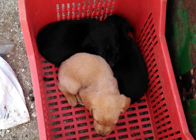 Portopalo, salvati 3 cuccioli abbandonati vicino a cassonetti