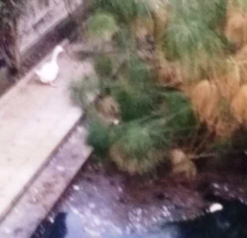 Siracusa, Gibilisco: "La Fonte Aretusa è sporca e abbandonata"