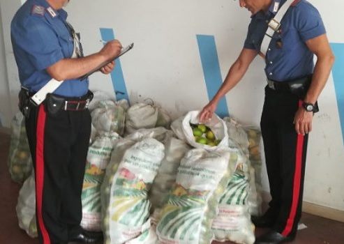 Noto, tentato furto di limoni: un denunciato