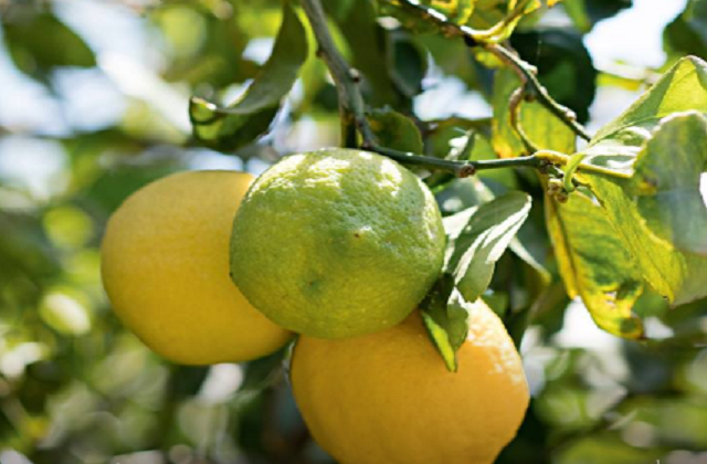 La Stock realizza un nuovo limoncè con il limone igp di Siracusa