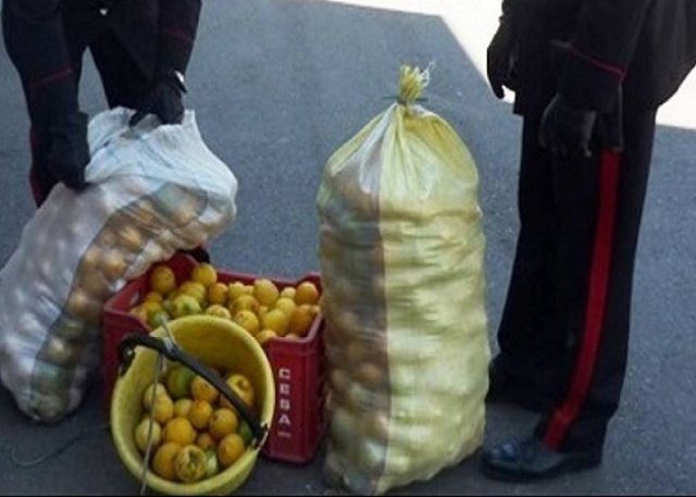 Cassibile, sventato furto di 200 chili di limoni: 2 arresti
