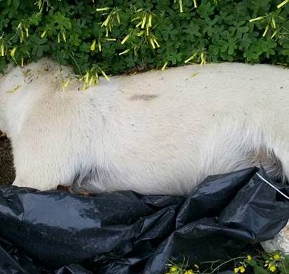 Floridia, trovati cinque cani avvelenati