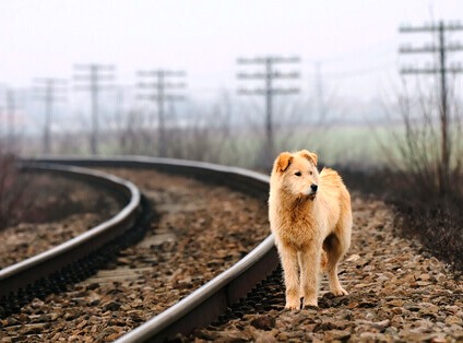 Rosolini, trovati quattro cani randagi impiccati