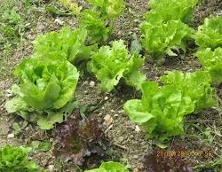 Siracusa, sorpresi a rubare lattughe: denunciati a piede libero