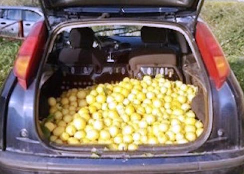 Avola, tentato furto di mille chili di limoni: denunciati in quattro