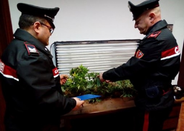 Augusta, servizio antidroga: arrestato un 28enne con serra di marijuana in casa