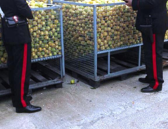 Noto, stavano per rubare 200 chili di limoni: fermati dai Carabinieri