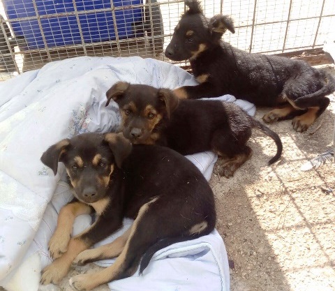 Noto, trovati 3 cuccioli abbandonati su SS115