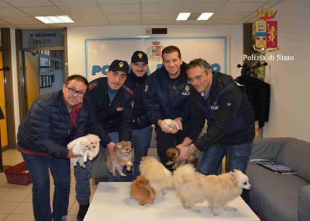 Ragusa, ladro di cuccioli: ne porta via 6 da una casa