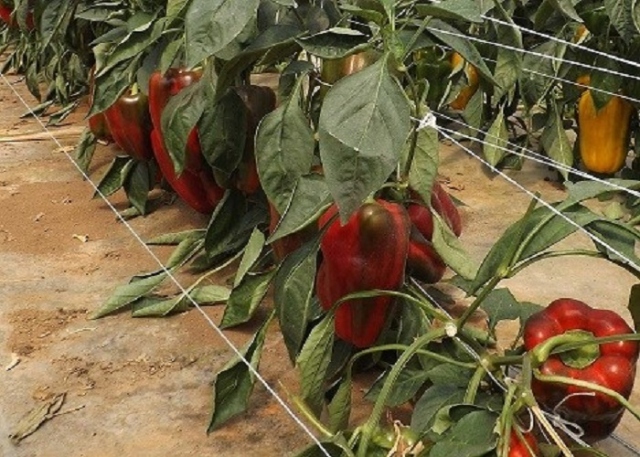 Pachino, agricoltori la prossima settimana dal presidente Musumeci