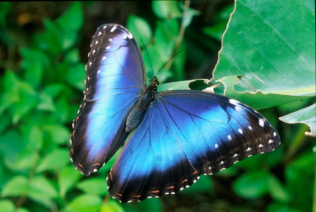 Siracusa, successo per la Casa delle farfalle: la notizia a livello nazionale