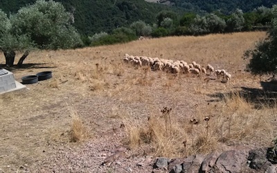 Avola, furto di ovini: denunciati in tre