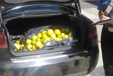 Avola, sorpreso a rubare 35 chili di limoni: arrestato 34enne