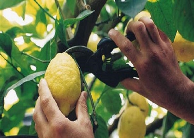 Siracusa, furto di 150 chili di limoni da un fondo agricolo: 3 denunciati