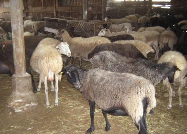 Avola, sequestrati 242 tra ovini e caprini e maxi multa