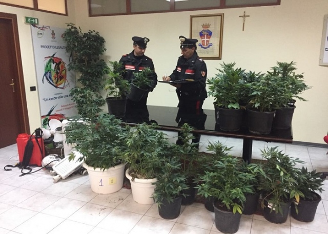 Siracusa, aveva una serra di marijuana in casa