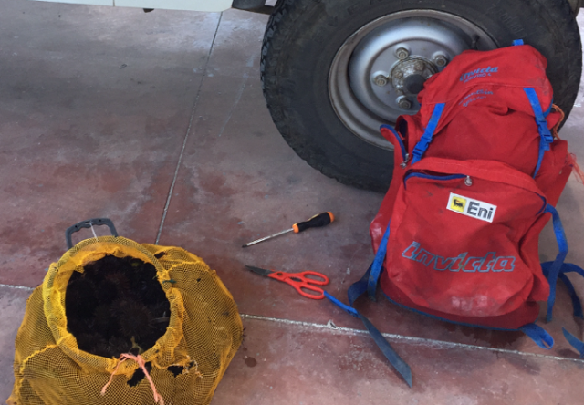 Siracusa, sub a pesca di ricci nell'Area Marina del Plemmirio