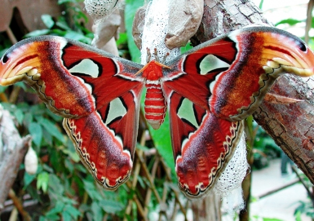 Siracusa, domani mattina l'inaugurazione della "Casa delle farfalle"
