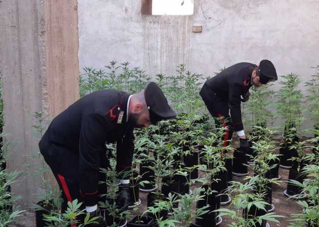 Priolo Gargallo, scovate due serre di marijuana all'interno di un casolare disabitato: indagini per trovare il responsabile