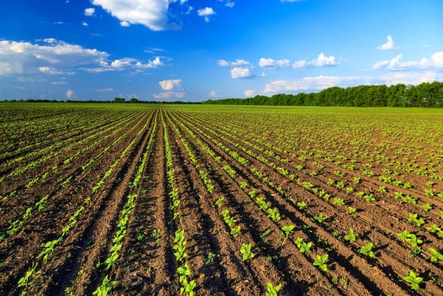 Agricoltura, M5s contro Edy Bandiera: "Utilizzi graduatoria esistente del 4.2 del Psr"