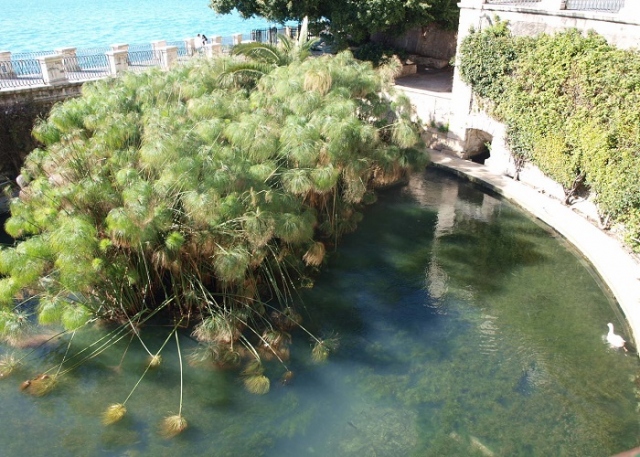 Siracusa, Grienti: "Fontana Aretusa sporca e maleodorante"