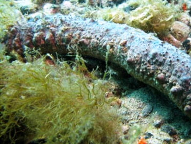 Porto di Portopalo, denunciato pescatore abusivo di oloturie