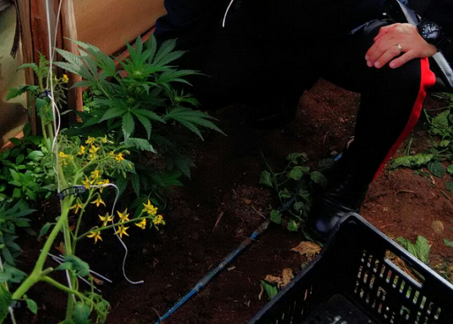 Portopalo, coltivata marijuana in serre nel suo fondo agricolo: arrestato