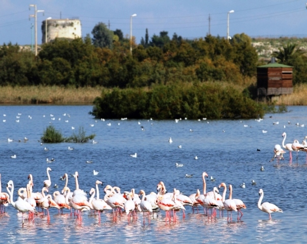 Priolo, scappano i fenicotteri della riserva a causa di un drone: denunciato il pilota