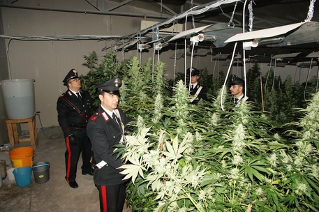 Palermo, scoperta serra di marijuana: un arresto
