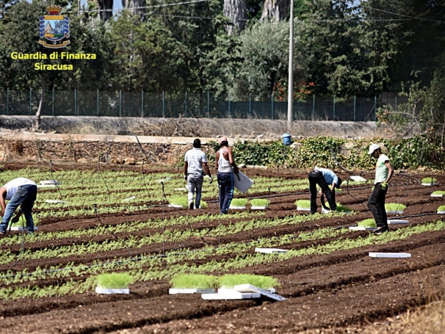 Cassibile, braccianti sfruttati, spiati e malpagati: denunciati un "caporale" e i titolari di un'azienda agricola